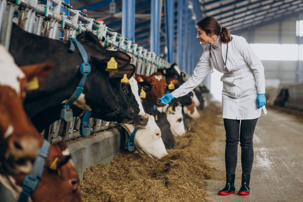 Veterinary in lab robe standing at cowshed Veterinary in lab robe standing at cowshed