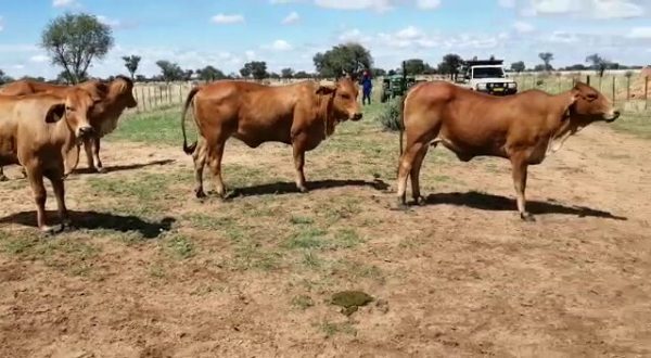 Red Brahman Heifers possible In Calf - Image 3
