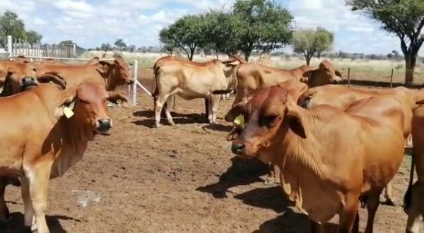 Red Brahman Heifers possible In Calf - Image 2