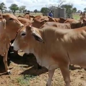 Red Brahman Heifers possible In Calf