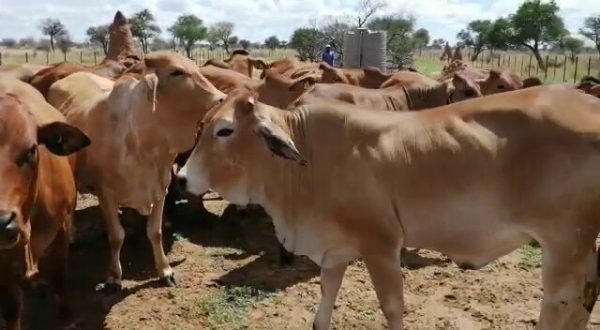 Red Brahman Heifers possible In Calf
