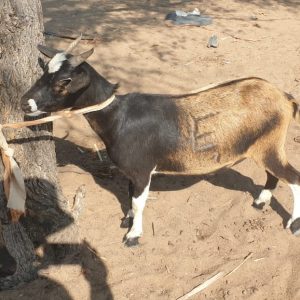 CABRAS