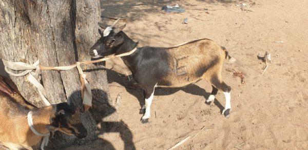 CABRAS